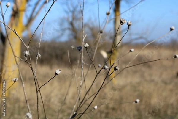 Obraz grass in the field