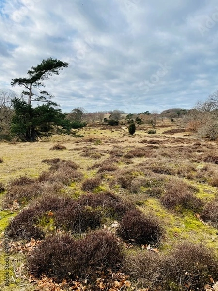 Obraz tree in the field