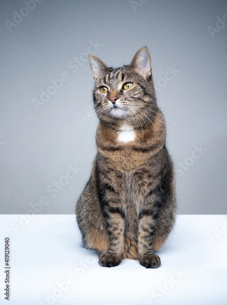 Fototapeta studio shot of tabby shorthair cat sitting on white and gray background with copy space