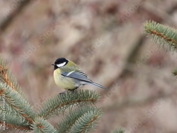 Fototapeta great tit