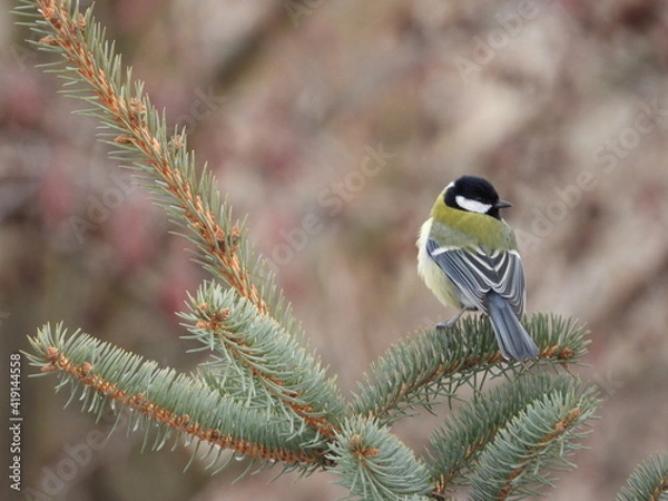 Fototapeta great tit