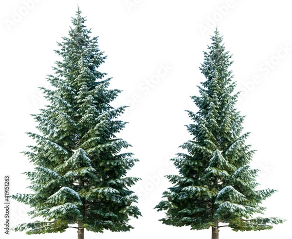 Obraz Green christmas fir tree