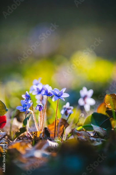Fototapeta Ground level view of lovely flowers in the woods.