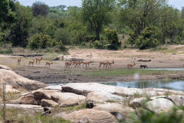 Obraz herd of impala