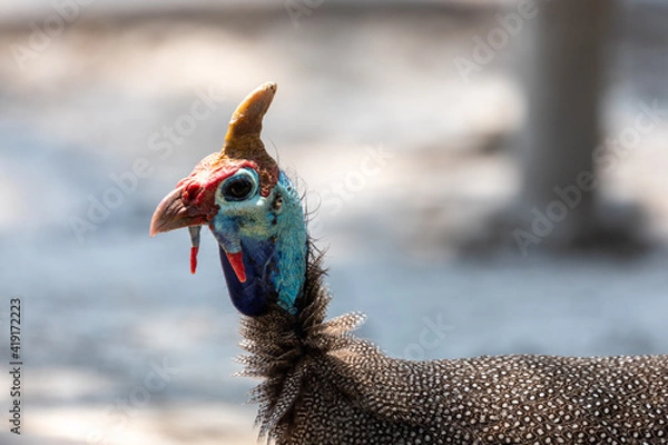 Obraz guinea fowl