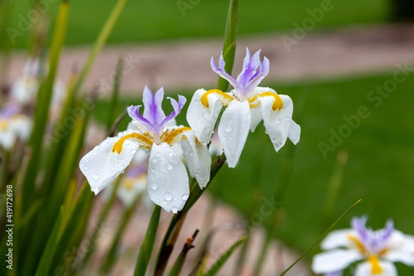 Obraz lilies 