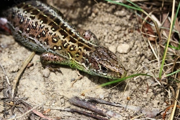 Fototapeta eidechse Ib