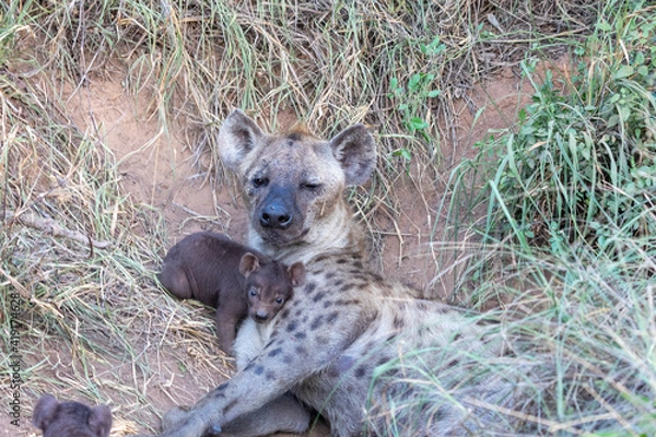 Obraz hyena and cub