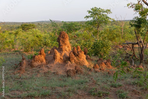 Obraz termite hill