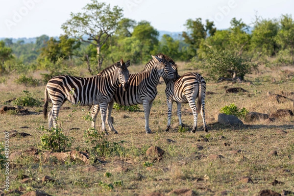 Obraz zebras in the savannah