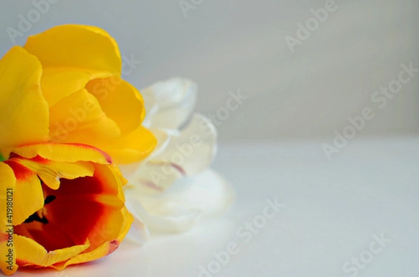 Fototapeta Multicolored bouquet of tulips close up on white background, copy space
