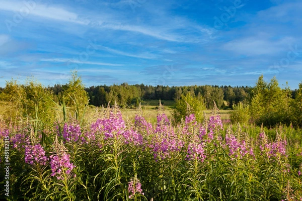 Obraz A close up of a flower field