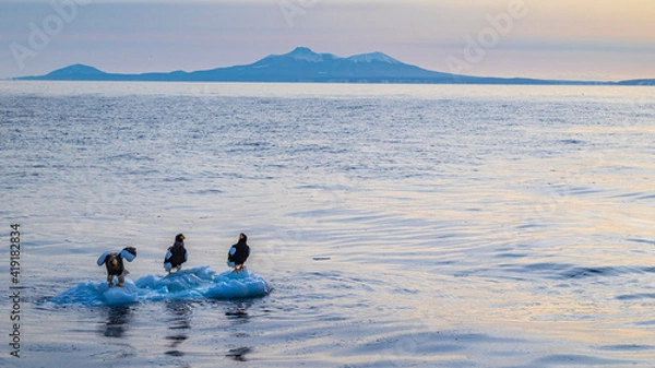 Fototapeta 流氷の上のオオワシと国後島
