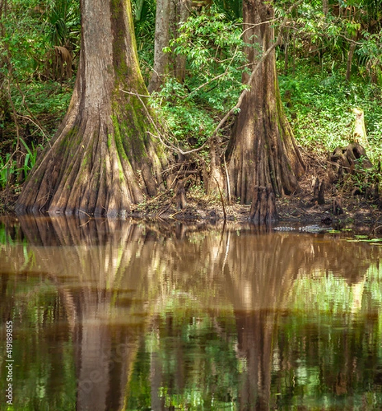 Obraz river in the woods