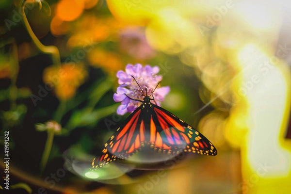 Obraz butterfly on a flower
