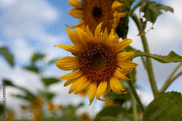 Obraz sunflower against sky