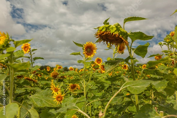 Obraz sunflower and sky