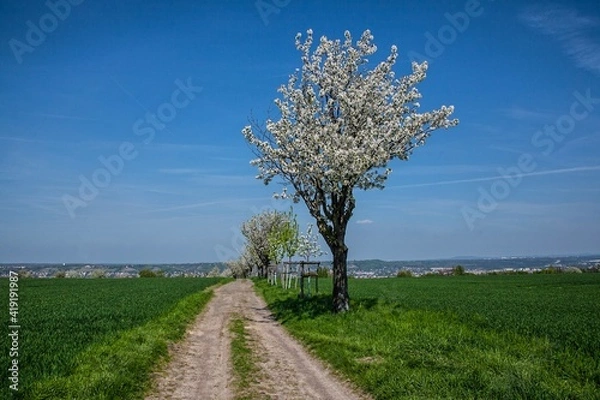Fototapeta OBSTBAUM IN BLÜTE