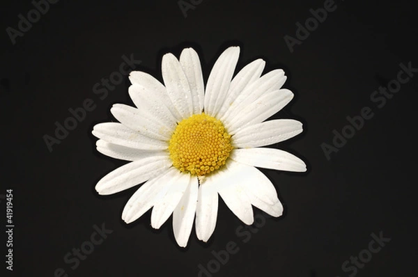 Fototapeta Margerite