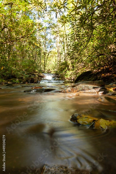 Obraz river in the forest