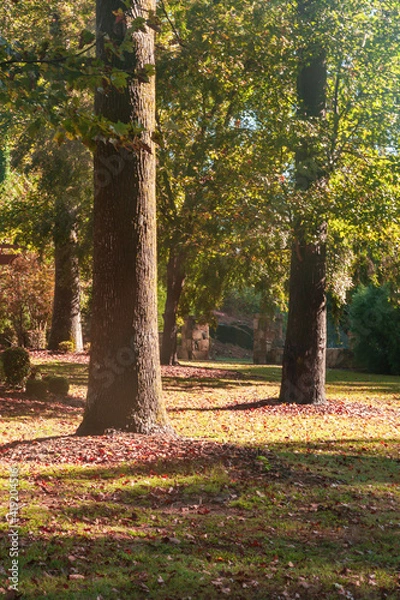 Fototapeta path in park