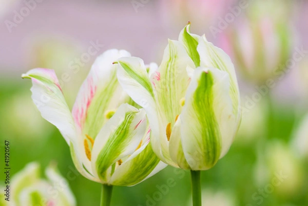 Obraz Tulips