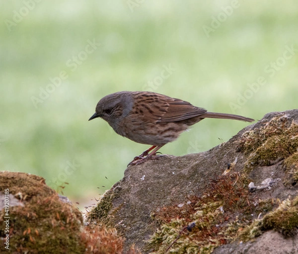 Obraz Dunnock on rock