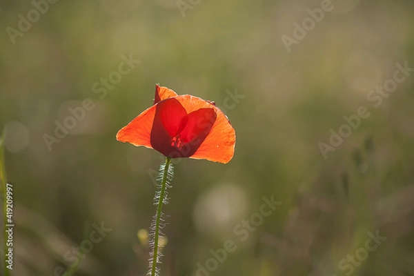 Obraz red poppy in a field