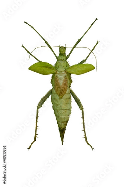 Fototapeta Giant stick insect Heteropterix Dilatata isolated on white background. Female Jungle Nymph insect.