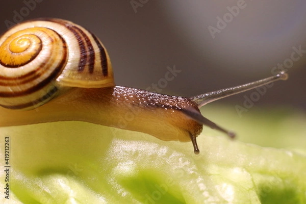 Obraz Schnecke