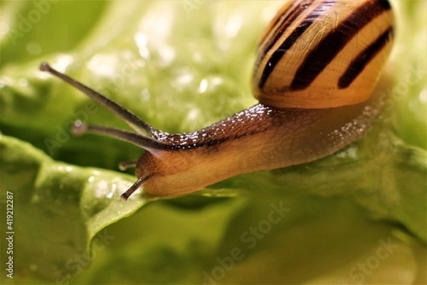 Obraz Schnecke