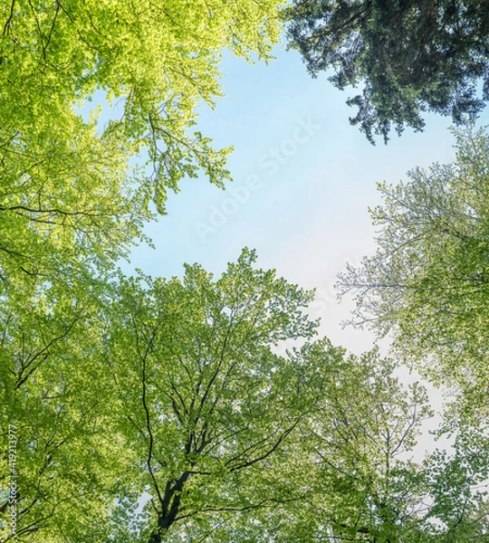 Obraz Treetops of beech trees in springtime in the forest; view from the forest floor upwards.