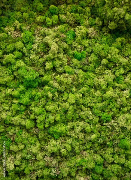 Fototapeta Natural moss in nature. Green moss background texture