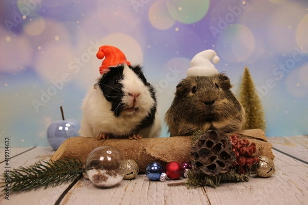 Obraz Meerschweichen am Weihnachten