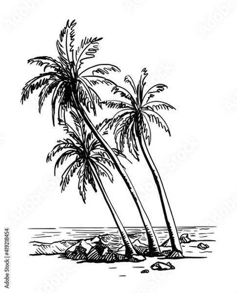 Obraz three palm trees grow on a wild beach. vector sketch on white background