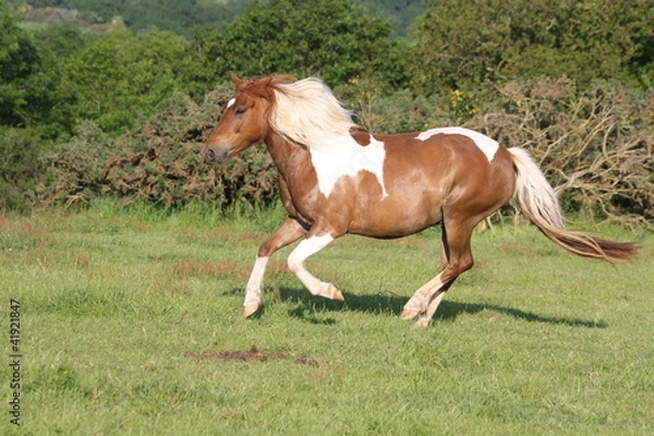 Obraz Galop au soleil couchant