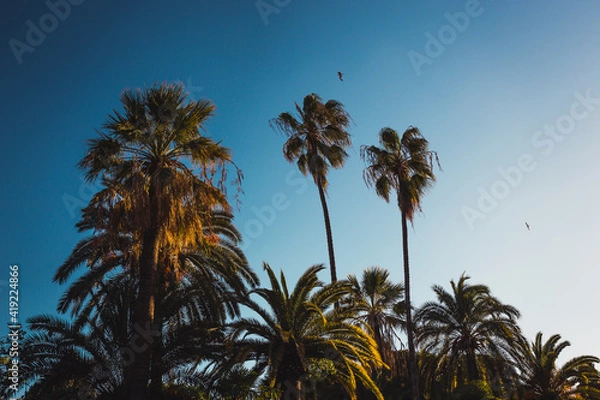 Obraz palm trees at sunset