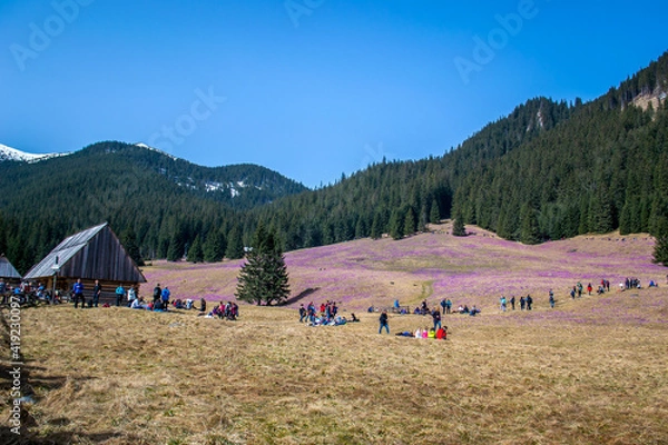 Obraz Krokusy, Dolina Chochołowska, Wiosna, Tatry