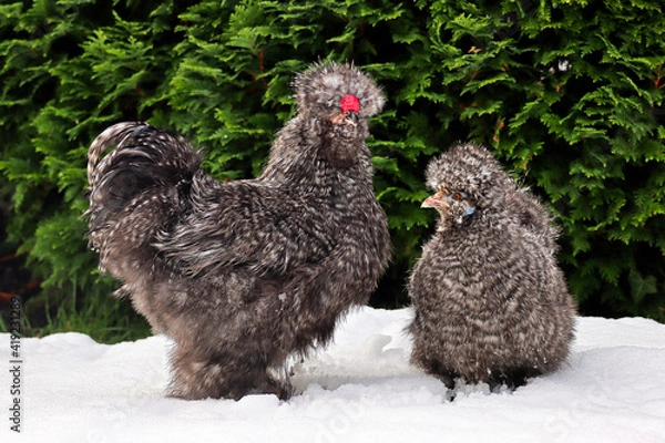 Obraz Hahn und Henne