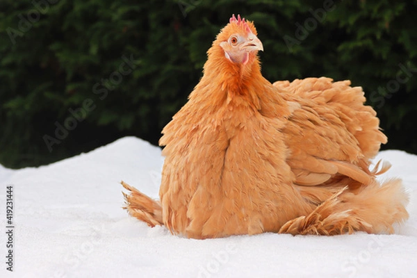 Obraz Huhn im Schnee