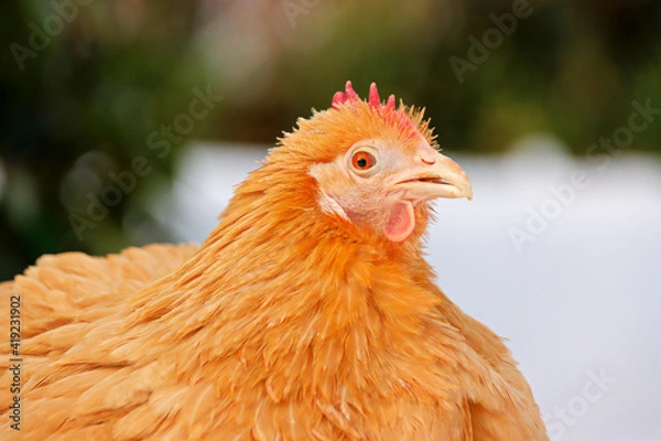 Obraz Huhn im Schnee