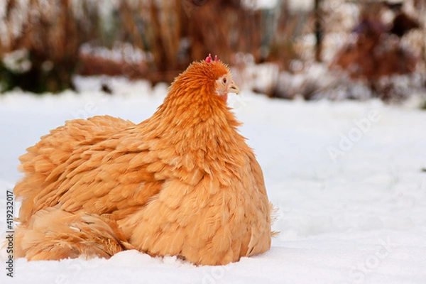 Obraz Huhn im Schnee