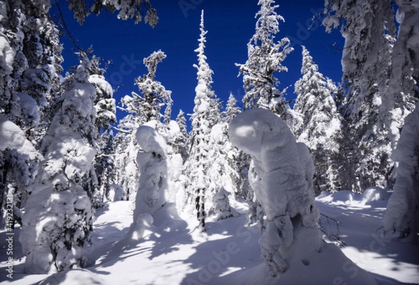 Obraz Northern white 