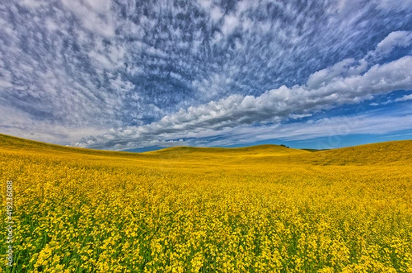 Fototapeta Large field of canola on border of Washington-Idaho