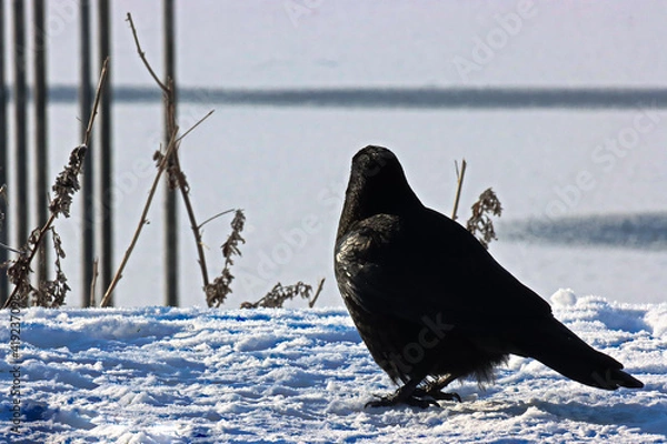 Obraz Rabe verträumt