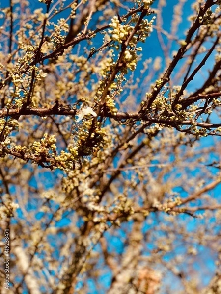Fototapeta blossom in spring