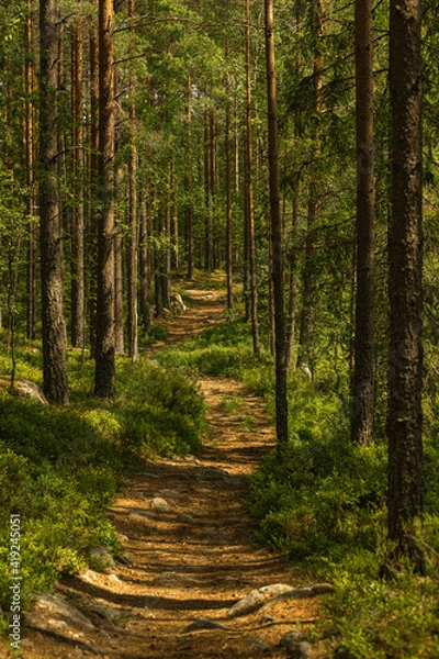 Obraz Path through a beautiful pine and fir forest in Sweden