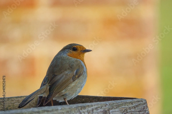 Obraz a robin redbreast on the wooden bird feeder table