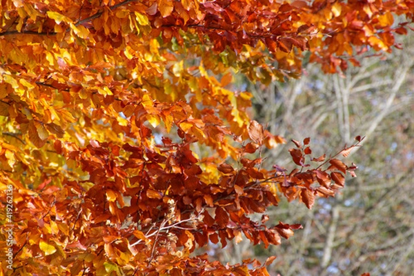 Obraz autumn leaves background