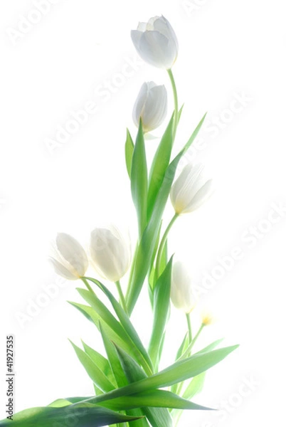 Fototapeta white tulips